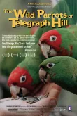 The Wild Parrots of Telegraph Hill (4k)