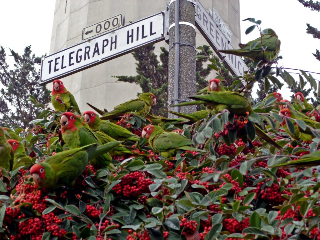 Wild Parrots of Telegraph hill photo